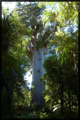 Girth: 45ft; trunk height: 58ft; total heigh: 169ft