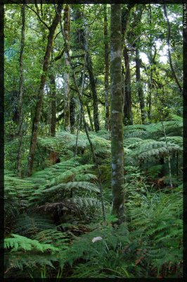 The forest is filled with other varieties including ferns.