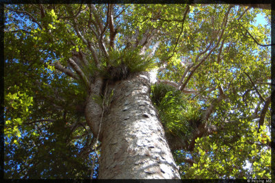 One of the younger kauri trees