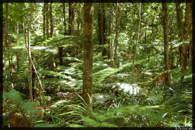 Fern covered forest