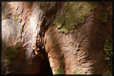 This bark looks like an Australian aboriginal artwork