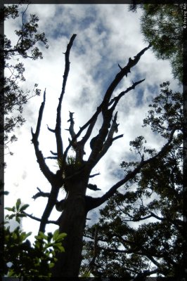 A kauri with seemingly dead top branches