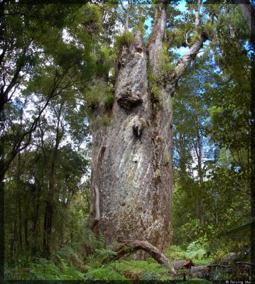 Te Matua Ngahere or Father of the Forest is the thickest of all with a girth of 53.8ft