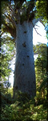 The biggest kauri tree - Tane Mahuta or Lord of the Forest