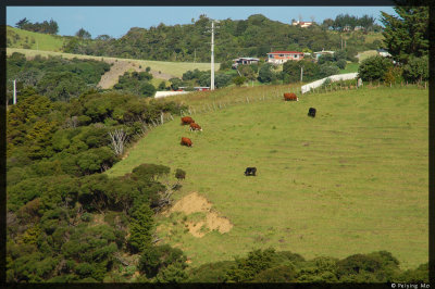 Cows on the hill at  residential area near Tutukaka