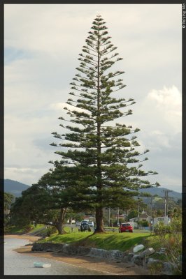 These unusual trees are common in Northland, the northern part of North Island