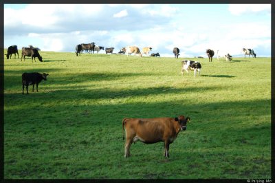 Cows in central North Island