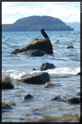 A bird is bathing in the sun or waiting for his catch on Lake Taupo