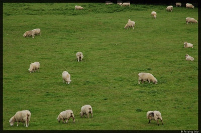 Sheep by a blueberry farm