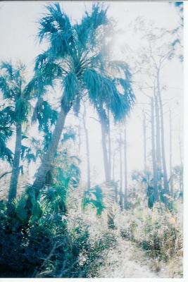 nature preserve.jpg