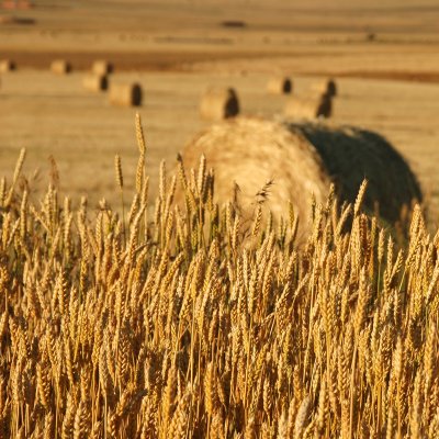 Wheat and Rolls