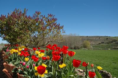 Tulips - Avellanosa de Muñó
