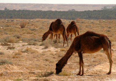 Camels - Tozeur