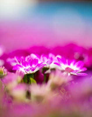 _MG_3638s.jpg