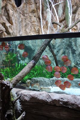 Koelle-Zoo Weiterstadt (Layout and set up by Oliver Knott)