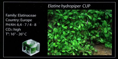 Elatine hydropiper by Anubias (Italy)