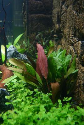 Echinodorus Red Diamond - NEW - by Tropica