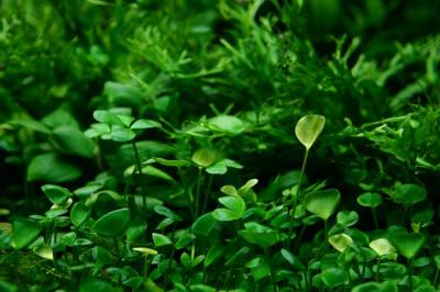 155th day - Marsilea hirsuta