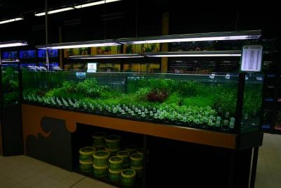 Aquatic Plant Selling Instalation - with Tropica Plants