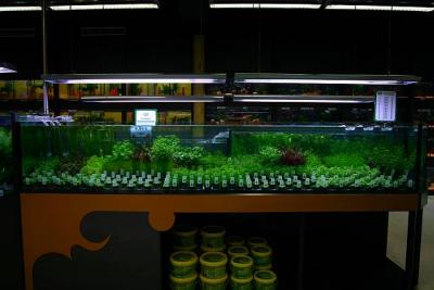 Aquatic Plant Selling Instalation - with Tropica Plants