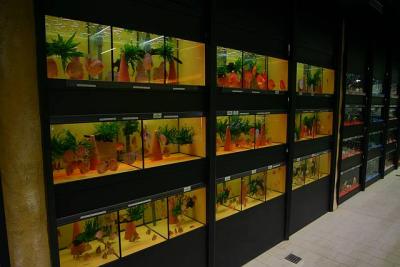 Discus selling tanks - decorated with Tropica Bankwoods