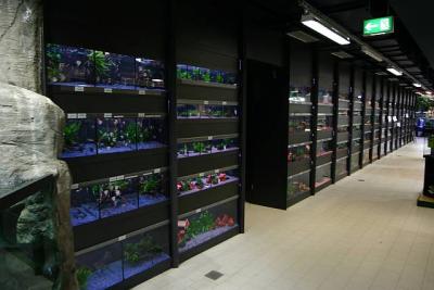 Tropical Fish selling tanks (about 300 pieces)