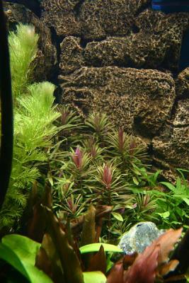 26th day - Limnophila aromatica