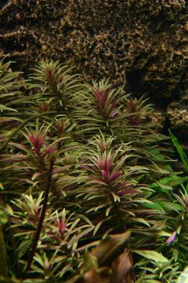 33th day - Limnophila aromatica