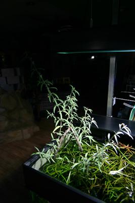 11th month - Hygrophila corymbosa 'Aroma'
