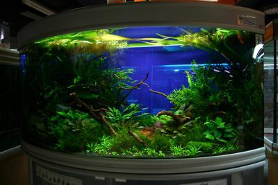 33th day after set up