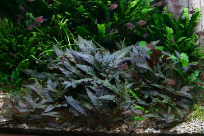 after 1 year - Cryotocoryne wendtii 'Tropica' - amazing colored leaves