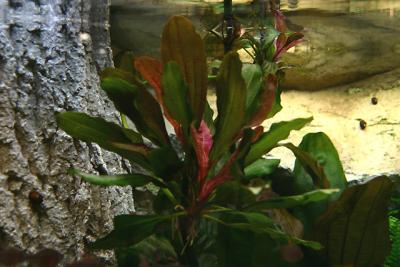 after 1 year - Echinodorus 'Red Special'