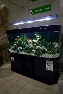 04.01.2006 - Change the artificial plants into life aquatic plants