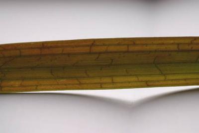 Vallisneria gingatea - the color side grow unprotected under the light at the surface