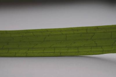 Vallisneria gingatea - this green side grow under Salvina natans, in the shadow.