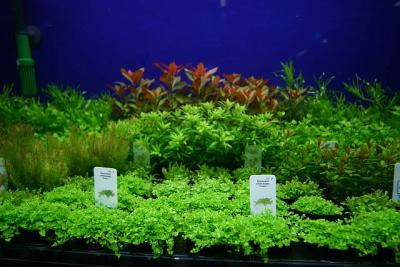 Tropica - High End Presentation (5th day after set up)