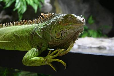 Customer's main attraction - tame Iguana iguana