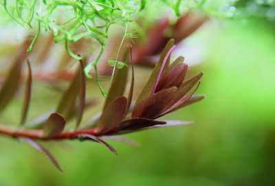 about 4month after set up - Rotala rotundifolia with floating Utricularia gibba