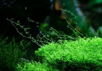 about 4month after set up - Wild growing Riccia with Utricularia gibba