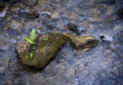 Rock in stream.jpg