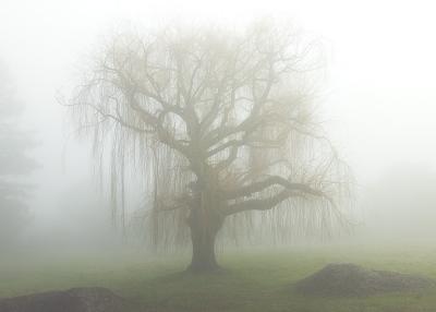 willow fog.jpg