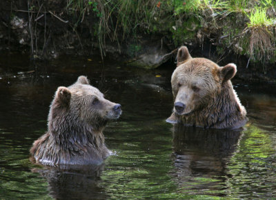 Bears' favourite pool.