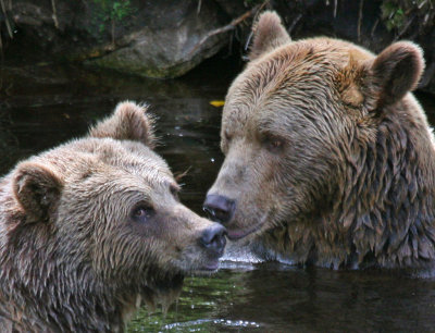 Bears' favourite pool.