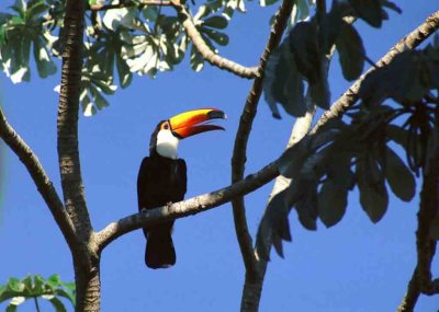 Birds of the Pantanal.