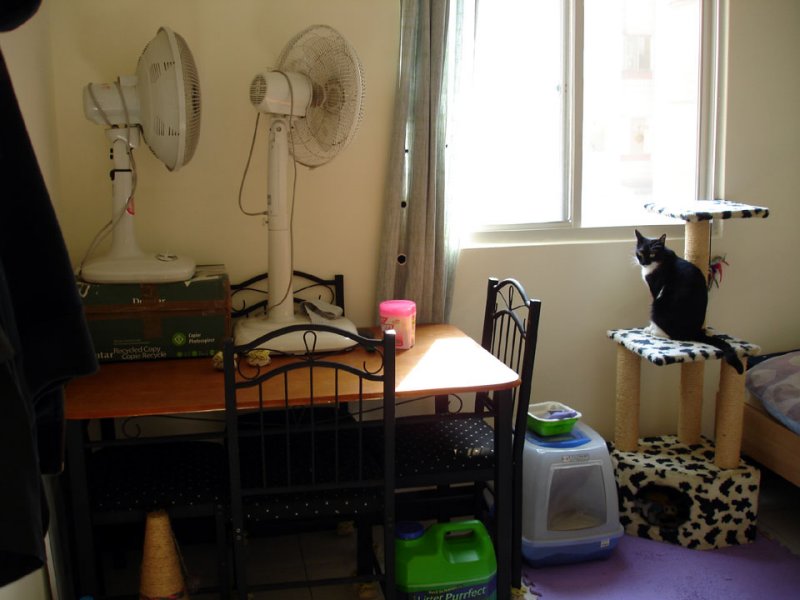 Queen of The Castle on her throne.  And my dining-room-less dining room table.