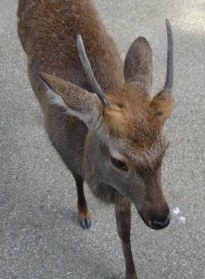 Since then, the deer have been regarded as heavenly animals to protect the city, and the country