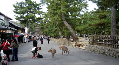 Some of the deer have learned to bow in response to tourists' bows. They nudge, jostle, and even bite for food