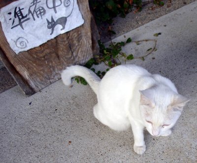 Kitty waiting outside teahouse