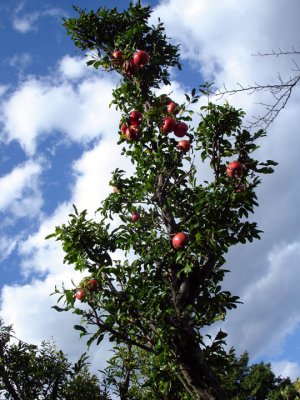 I want my own pomegranate tree!