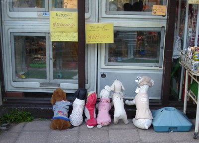 Outside a pet shop, stuffed doggies looking in at the live ones - adorable!
